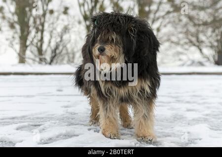 Großer überwachsener Streuhund im Schnee. Gefrorener, obdachloser Hund liegt auf dem Schnee. Tiere. Stockfoto