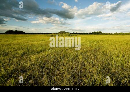Campo com Capim-mimoso (Axonopus purpusii), Poaceae, Feld mit Grass-delicate, Corumbá, Mato Grosso do Sul, Brasilien Stockfoto