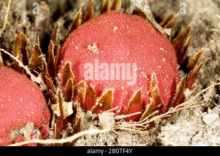 Parasita de raiz (Langsdorffia hypogäa), Parasitismo, Wurzelparasit, São Gonçalo do Rio Preto, Minas Gerais, Brasilien Stockfoto