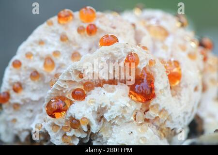 Hydnellum ferrugineum, bekannt als Mealierzahn oder rötlich-brauner korkiger Rückenpilz, Wildpilz aus Finnland Stockfoto