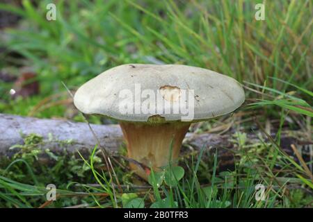 Xerocomus subtomentosus, bekannt als Wildleder bolete, braune und gelbe bolete Bolet, langweilig braun oder gelb - rissig bolete, wilde essbarer Pilz aus Finlan Stockfoto