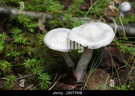 Cortinarius alboviolaceus, wie Pearly Webcap oder silbrig-violett Cort, wilde Pilze aus Finnland bekannt Stockfoto