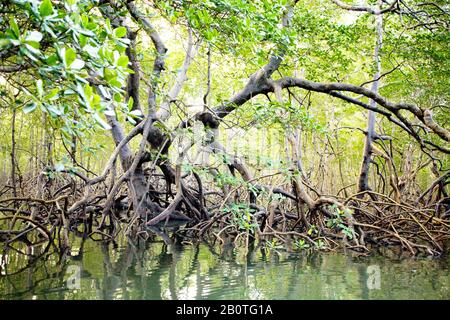 Mangue, Manguezal, planície intertidal, Flut, Wachstum von Mangroven, Canavieiras, Bahia, Brasilien Stockfoto