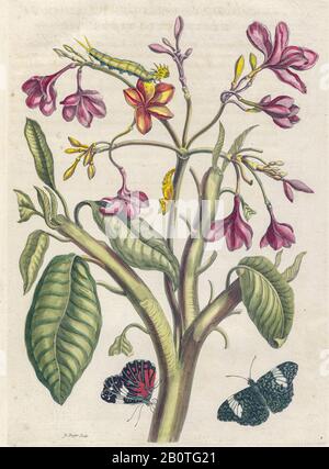 Plumeria aus Metamorphosis insectorum Surinamensium (Surinam-Insekten) ein handfarbenes Buch aus dem 18. Jahrhundert von Maria Sibylla Merian, das 1719 in Amsterdam veröffentlicht wurde Stockfoto