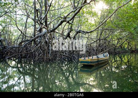 Boot, Wachstum der Mangroven, Canavieiras, Bahia, Brasilien Stockfoto