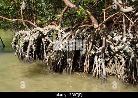 Mangue-vermelho, Rhizophora Mangle, Swamp-rot, Wachstum der Mangroven, Brasilien Stockfoto