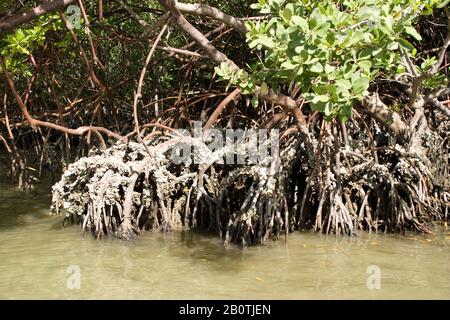 Mangue-vermelho, Rhizophora Mangle, Swamp-rot, Wachstum der Mangroven, Brasilien Stockfoto