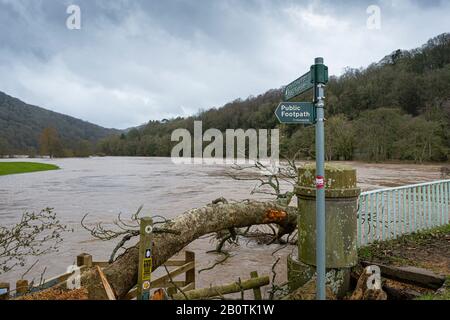 Wind fallen Baum und der Fluss Wye spaten bei Bissweir an der Grenze zu Monmouthshire - Gloucestershire. Februar 2020. Stockfoto