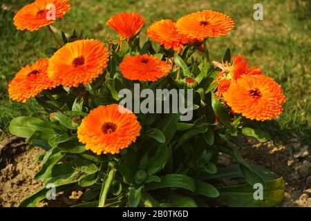 Schließen Sie schöne indische Calendula officinalis, Topfmarigold, Rubel, gemeine marigalte oder schottige marigalte Blumen im Garten, selektive Fokussierung Stockfoto