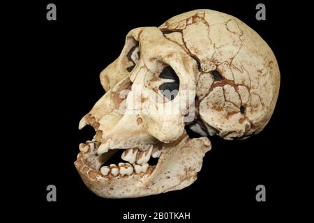 Dmanisi Homo Erectus Schädel Stockfoto