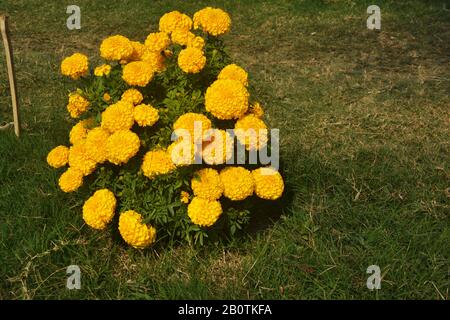 Nahaufnahme der indisch gelben inka genda marigalten Blumen, die in einem Garten mit grünen Blättern wachsen, selektive Fokussierung Stockfoto