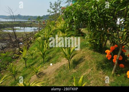 Nahe an der kleinen schönen Betelnuss, der Areca-Nuss, Pflanzen Sie mit grünen Blättern, die am Hang eines Landes wachsen und kleine Mango-Bäume und marigalte Blumen haben Stockfoto