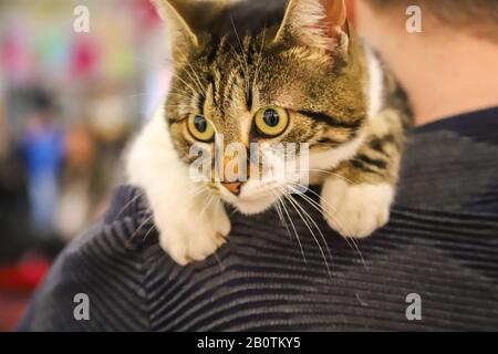 Eine Katze auf der Schulter Stockfoto
