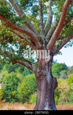 Majestätischer Baum mit Flechten, die auf Stamm und Ästen wachsen Stockfoto