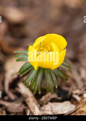 Blühender Winter-Akonit (Erantis Hyemalis) im Februar. Stockfoto