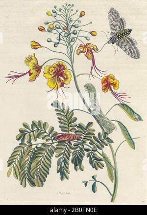 Pflanzen und Schmetterlinge aus Metamorphosis insectorum Surinamensium (Surinam-Insekten) ein handfarbenes Buch aus dem 18. Jahrhundert von Maria Sibylla Merian, das 1719 in Amsterdam veröffentlicht wurde Stockfoto