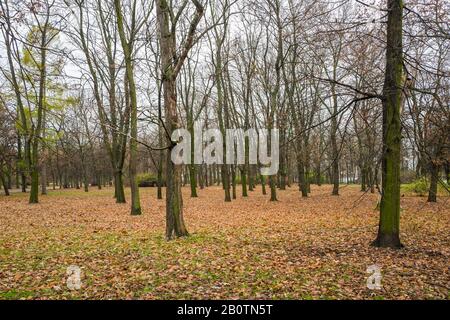 Blick auf den November im Park Marszałka Edwarda Rydza-Śmigłego, Warschau, Polen. Stockfoto