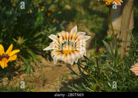 Nahaufnahme einer schönen Gartenlaube große weiße Flamme ( Schatzblume), Gazania strenge Blumen, südafrikanische Gänseblümchen, die im Garten in Indien wachsen Stockfoto