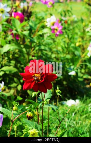 Fantastische Gartenblumen Stockfoto