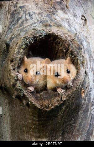 Haselmaus Muscardinus Avellanarius, koppeln stehen am Nest Eingang, Normandie Stockfoto