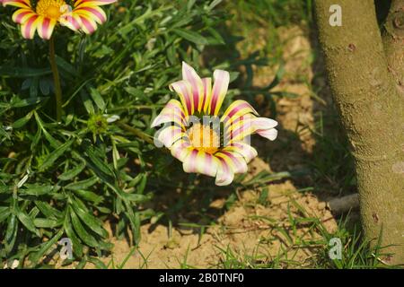 Nahaufnahme einer schönen Gartenlaube große weiße Flamme ( Schatzblume), Gazania strenge Blumen, südafrikanische Gänseblümchen, die im Garten in Indien wachsen Stockfoto