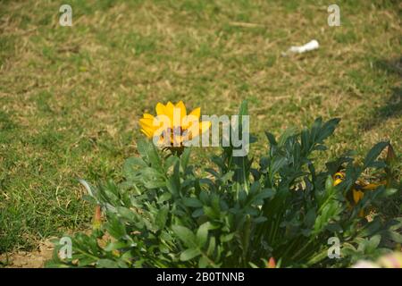 Nahaufnahme einer schönen gelben Gazanie ( Schatzblume), Gazania starrt Blumen, südafrikanische Gänseblümchen wachsen im Garten in Indien Stockfoto