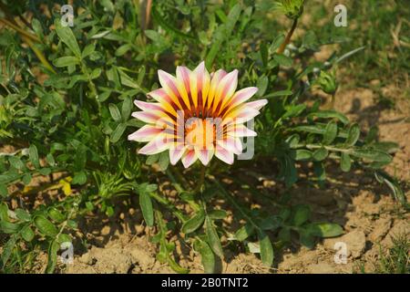 Nahaufnahme einer schönen Gartenlaube große weiße Flamme ( Schatzblume), Gazania strenge Blumen, südafrikanische Gänseblümchen, die im Garten in Indien wachsen Stockfoto