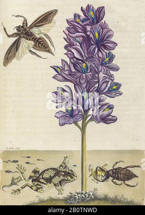 Lebenszyklus von Fröschen aus Metamorphosis insectorum Surinamensium (Surinam-Insekten) ein handfarbenes Buch aus dem 18. Jahrhundert von Maria Sibilla Merian, das 1719 in Amsterdam veröffentlicht wurde Stockfoto
