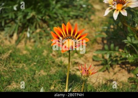 Nahaufnahme einer schönen roten Gazania, die Blumen raucht, südafrikanische Gänseblümchen, die im Garten in indien wachsen und sich selektiv fokussieren Stockfoto
