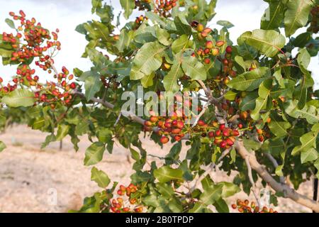 Pistacia vera Baum mit reifenden Früchten Stockfoto