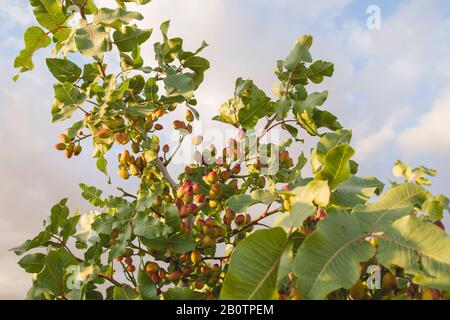 Pistacia vera Baum mit reifenden Früchten Stockfoto