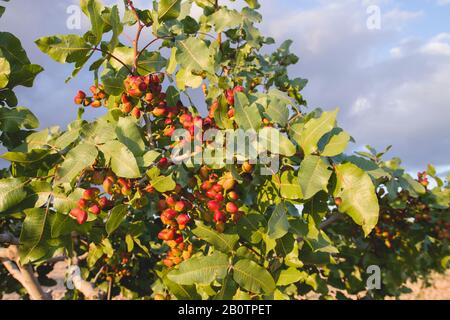 Pistacia vera Baum mit reifenden Früchten Stockfoto