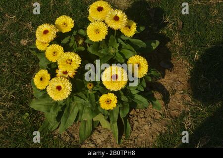 Schließen Sie schöne indische Calendula officinalis, Topfmarigold, Rubel, gemeine marigalte oder schottige marigalte Blumen im Garten, selektive Fokussierung Stockfoto