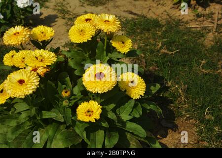 Schließen Sie schöne indische Calendula officinalis, Topfmarigold, Rubel, gemeine marigalte oder schottige marigalte Blumen im Garten, selektive Fokussierung Stockfoto