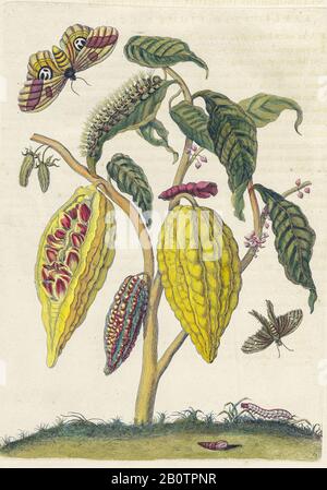 Pflanzen und Schmetterlinge aus Metamorphosis insectorum Surinamensium (Surinam-Insekten) ein handfarbenes Buch aus dem 18. Jahrhundert von Maria Sibylla Merian, das 1719 in Amsterdam veröffentlicht wurde Stockfoto
