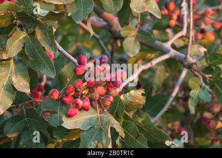 Pistacia vera Baum mit reifenden Früchten Stockfoto