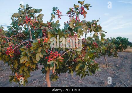 Pistacia vera Baum mit reifenden Früchten Stockfoto