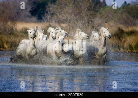 Camargue-Pferde, Herde galoppieren durch Sumpf, Saintes Marie De La Mer in Südfrankreich Stockfoto