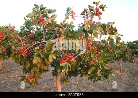 Pistacia vera Baum mit reifenden Früchten Stockfoto