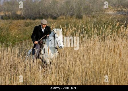 Mann, der sein Pferd aus Camargue in Swamp reitet, Saintes Marie de la Mer im Süden Frankreichs Stockfoto