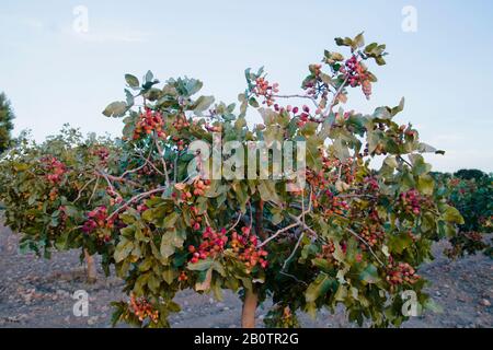 Pistacia vera Baum mit reifenden Früchten Stockfoto