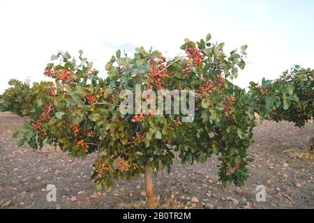 Pistacia vera Baum mit reifenden Früchten Stockfoto