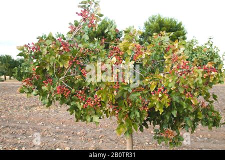 Pistacia vera Baum mit reifenden Früchten Stockfoto