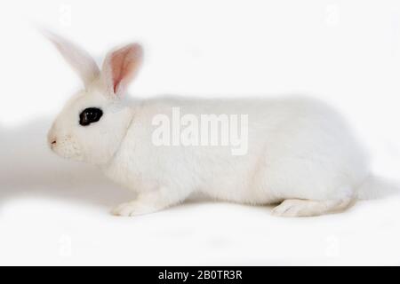 Hotot inländische Kaninchen, eine Rasse aus der Normandie Stockfoto