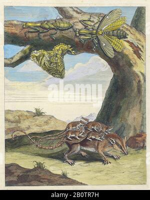 Opossum und mantid Lebenszyklus von Metamorphosis insectorum Surinamensium (Surinam Insects) ein handfarbenes Buch aus dem 18. Jahrhundert von Maria Sibylla Merian, das 1719 in Amsterdam veröffentlicht wurde Stockfoto