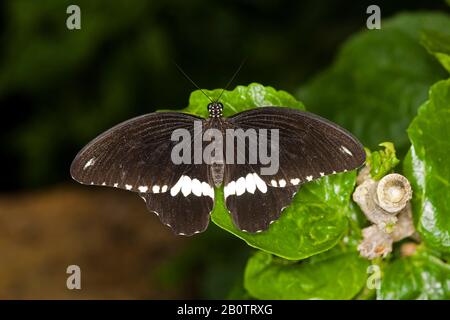 Gemeiner Mormonen-Schmetterling, Papilio Polytes, auf Blatt stehend Stockfoto