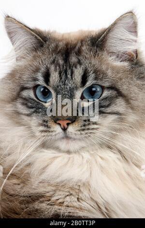 Seal Tabby Point Neva Masquerade sibirischen Hauskatze, Männlich Stockfoto