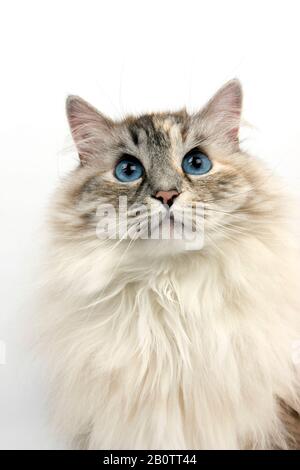 Seal Tabby Point und weißen sibirischen Hauskatze, Porträt von weiblich Stockfoto