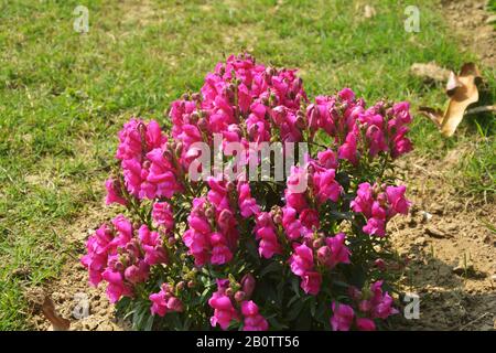 Nahaufnahme der besten jährlichen Blumen, Antirrrhinummajus, Blumen, Kommom snapdragon blühende Pflanzen, die im Garten wachsen, selektive Fokussierung Stockfoto