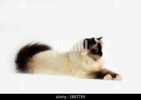 Dichtung Birmanese Hauskatze Verlegung vor weißem Hintergrund Stockfoto